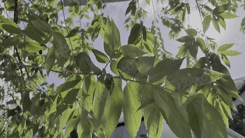 Fresh Green Leaves on Tree Branch Against Bright Sky