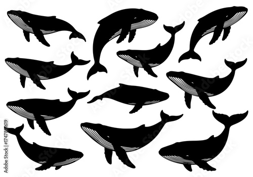 A detailed collection of whale and orca silhouettes shown in various majestic swimming positions.
