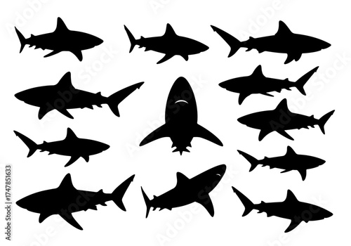 silhouette of Shark