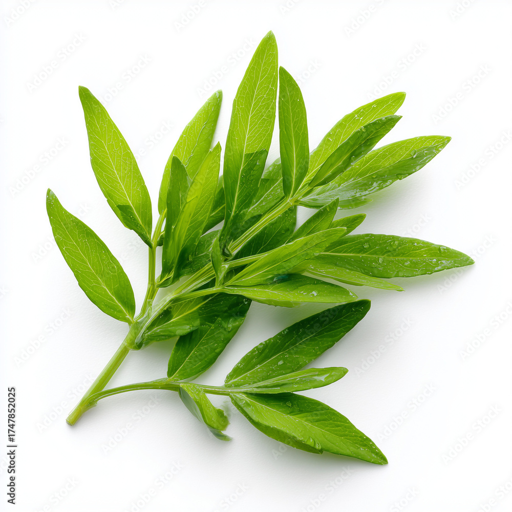 Fototapeta premium fresh cleome shoots on white background