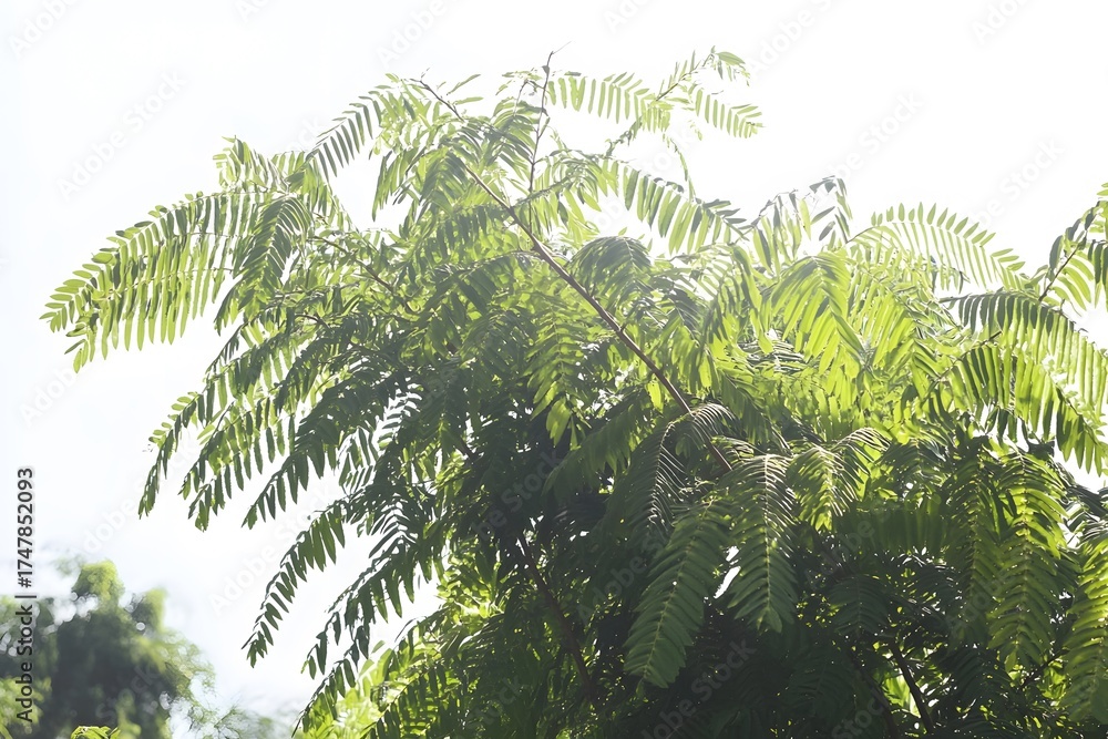 Naklejka premium Lush Green Tropical Foliage Sunlight Backlit Leaves