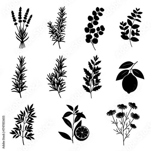 Set of black plant and leaf vector silhouettes featuring seamless floral nature patterns and vintage tree branch ornaments for decorative summer foliage wallpaper design