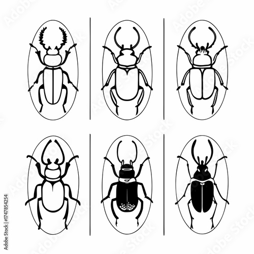Stag beetle illustration set featuring various beetle designs and horn shapes