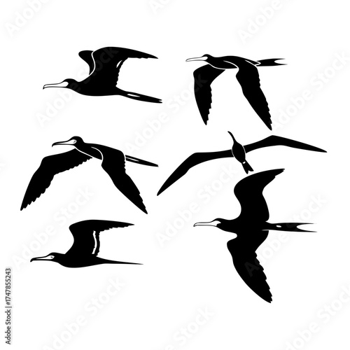 Silhouette of frigatebirds flying, vector illustration of seabirds in flight