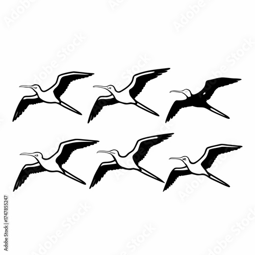 Silhouette of frigatebirds flying, vector illustration of seabirds in flight