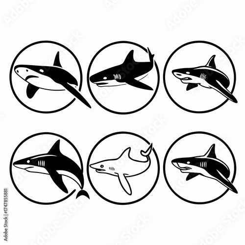 A collection of six shark illustrations, each encased in a circle, showcasing various species