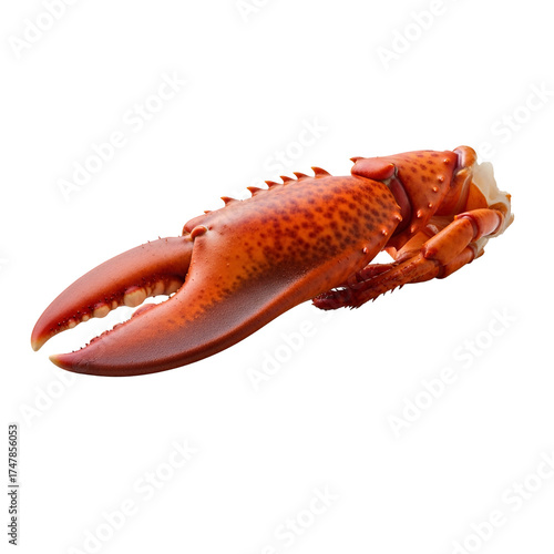 Cooked Lobster Claw 6c7e05e6a4cfaf5b5ff40c6ca4c04448dr