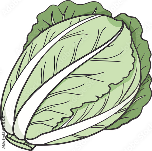 cabbage
