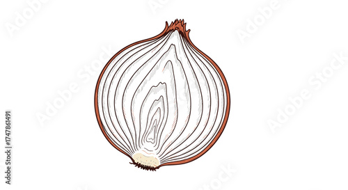 An illustration of a red onion sliced in half revealing its concentric layers and textured skin.