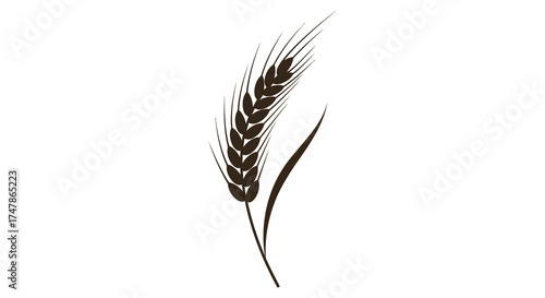 Isolated single black wheat ear stalk with subtle green hue and delicate leaf isolated on white silhouette