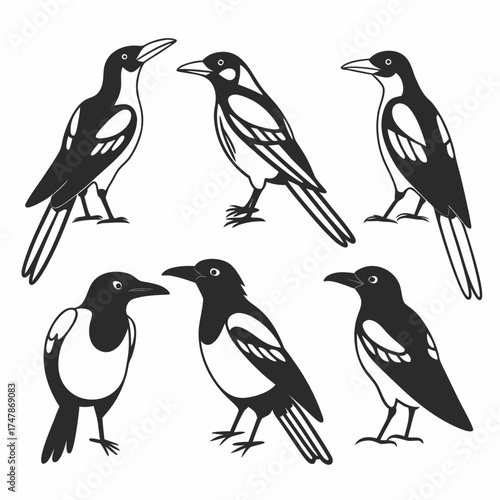 Illustration of six magpie birds in black and white in different poses on an isolated background