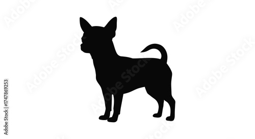 Silhouette of a small energetic chihuahua dog standing elegantly with pointy ears and a curved tail isolated on white silhouette