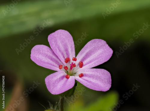 Ruprechtskraut (Geranium robertianum), auch Stinkender Storchschnabel oder Stinkstorchschnabel
