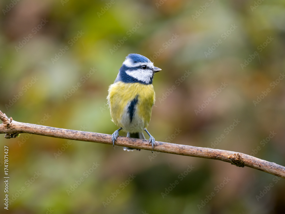 Fototapeta premium Blaumeise, Cyanistes caeruleus,