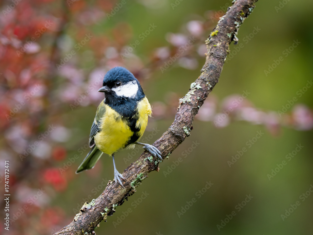 Naklejka premium Kohlmeise, Parus major