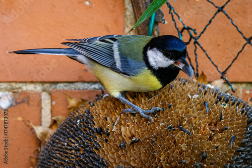 Macro close-up of a colorful bird with detailed feathers, wildlife photography showcasing nature beauty and animal portrait in sharp focus

