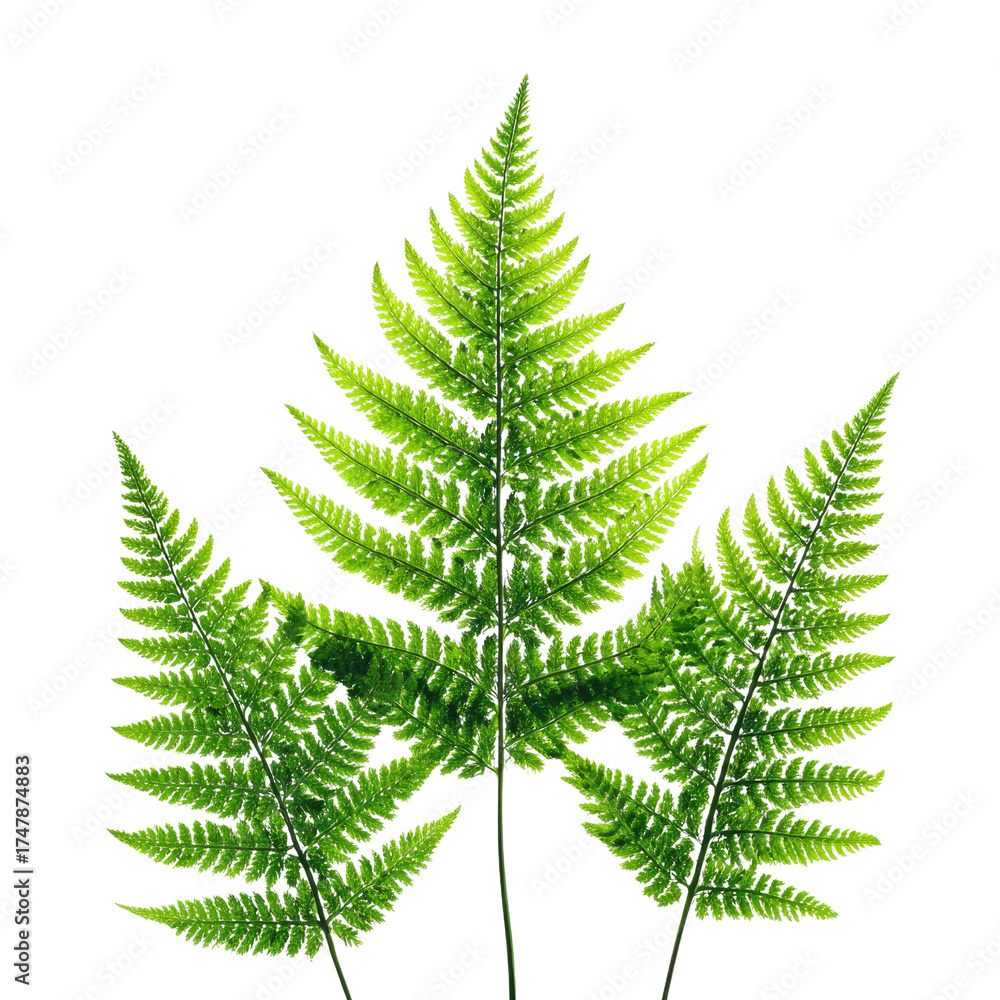 Obraz premium Three vibrant green fern fronds are beautifully backlit against a pure transparent background, highlighting their intricate, delicate structure and natural beauty. background removed