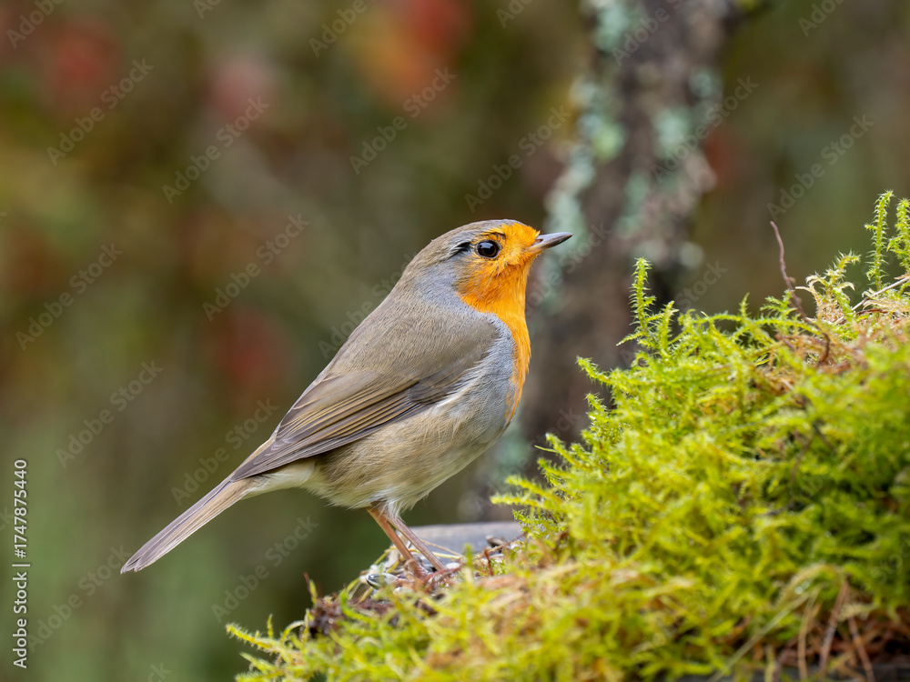 Fototapeta premium Rotkehlchen, European robin
