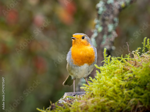 Rotkehlchen, European robin
