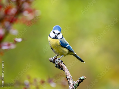 Blaumeise, Cyanistes caeruleus,