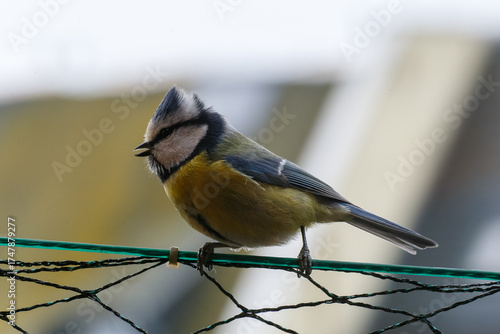 Macro close-up of a colorful bird with detailed feathers, wildlife photography showcasing nature beauty and animal portrait in sharp focus
