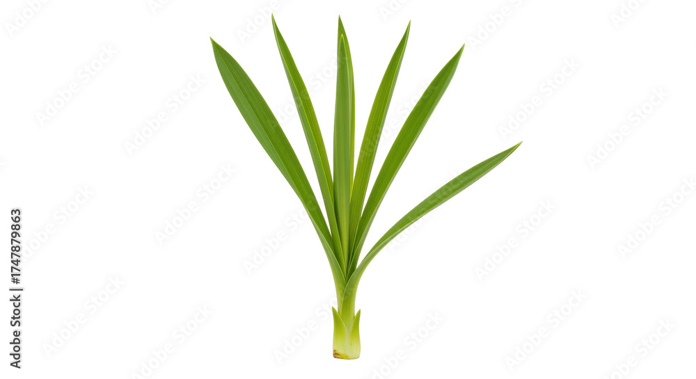 Obraz premium Isolated pandan leaves are used as a flavoring agent in Southeast Asian cuisine, single