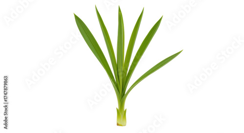 Wallpaper Mural Isolated pandan leaves are used as a flavoring agent in Southeast Asian cuisine, single Torontodigital.ca