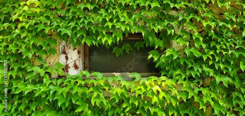 Querfenster mit Fassadenbegrünung