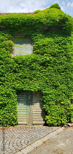 Hauswand mit Wildem Wein - Fassadenbegrünung