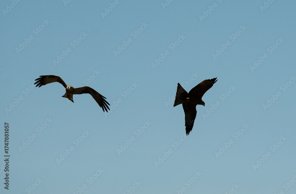 Obraz premium Two raptors soaring together in the blue sky over Tanzania’s Ngorongoro region.