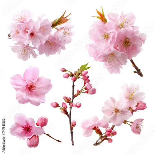 Wallpaper Mural Delicate pink cherry blossoms and buds in various arrangements, isolated on black, showcasing the beauty of spring sakura flowers. background removed Torontodigital.ca