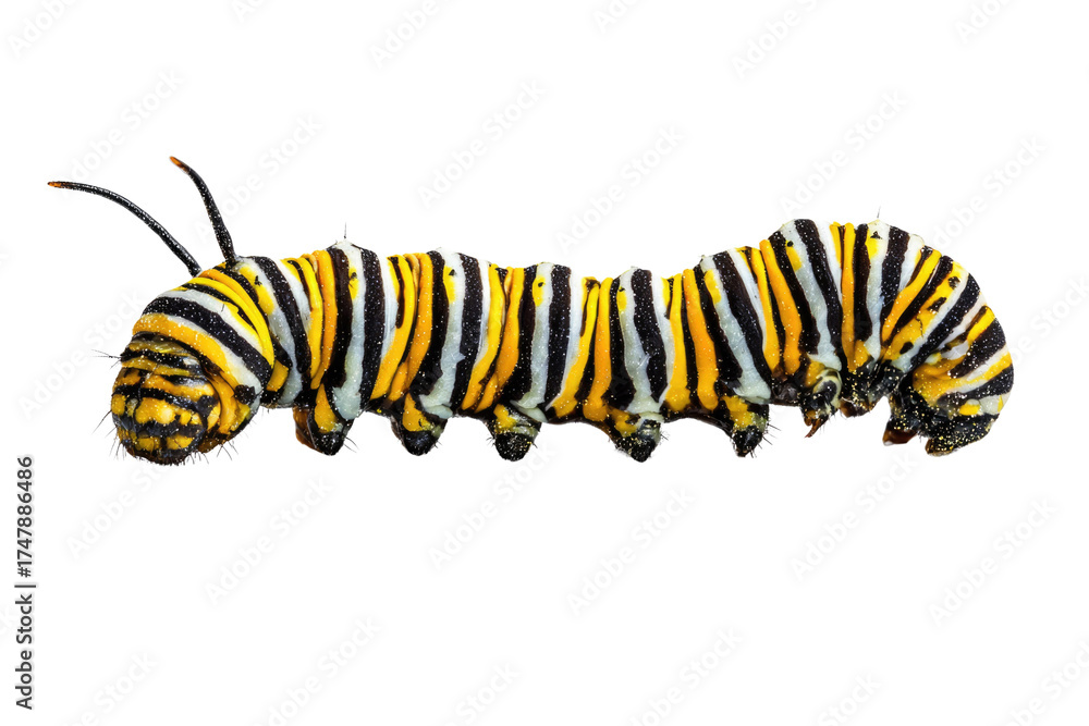 Naklejka premium A vibrant monarch caterpillar with striking yellow, black, and white stripes, captured in high detail against a stark transparent background. background removed
