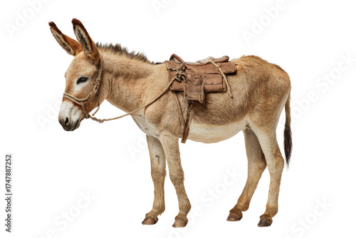 A docile light brown donkey with a pack saddle and rope bridle stands on a transparent background, ready for work or travel. background removed