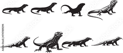 Komodo dragons in various poses lizard reptile