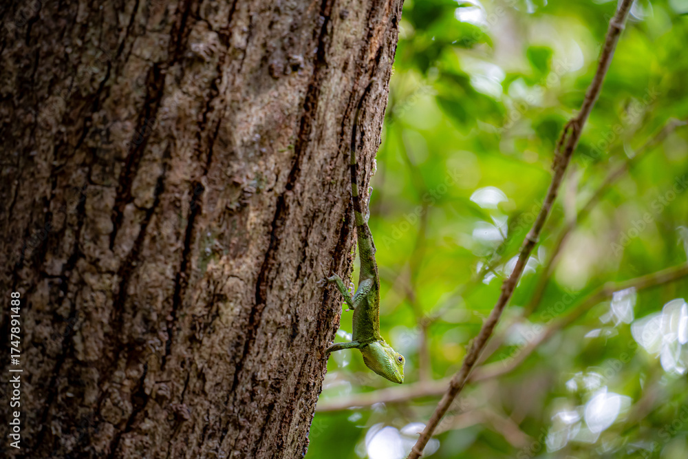 Obraz premium 奄美大島の亜熱帯雨林、オキナワキノボリトカゲ