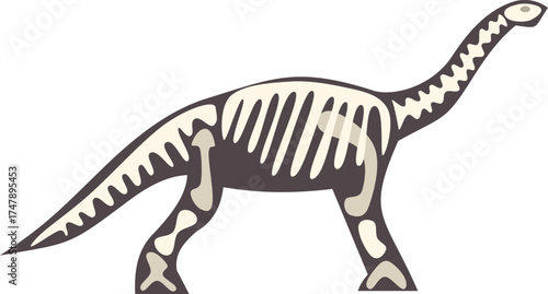 Brontosaurus dinosaur skeleton walking, paleontology, prehistoric animal, large herbivore reptile fossil