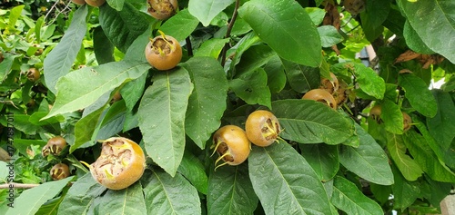 Mispelfrüchte (mespilus) am Baum