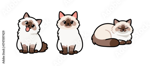 Cute cartoon set of a Birman cat in three poses: licking tongue, sitting, and resting/sleeping, vector illustration for pet and breed design.