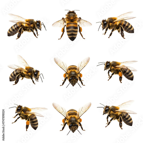 Nine realistic bees arranged in a 3x3 grid on a white background, showcasing detailed anatomy, textures, and natural coloration in a scientific style
