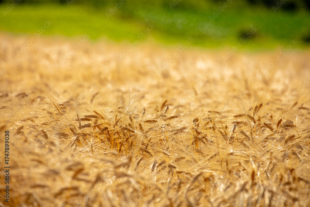 custom made wallpaper toronto digitalGolden Barley Field Under the Summer Sunlight