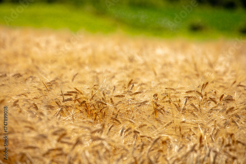 Wallpaper Mural Golden Barley Field Under the Summer Sunlight Torontodigital.ca