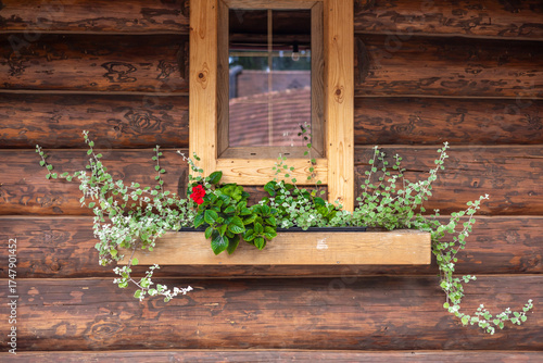 Canvas Print A wooden cabin wall with a window box filled with green plants and a red flower