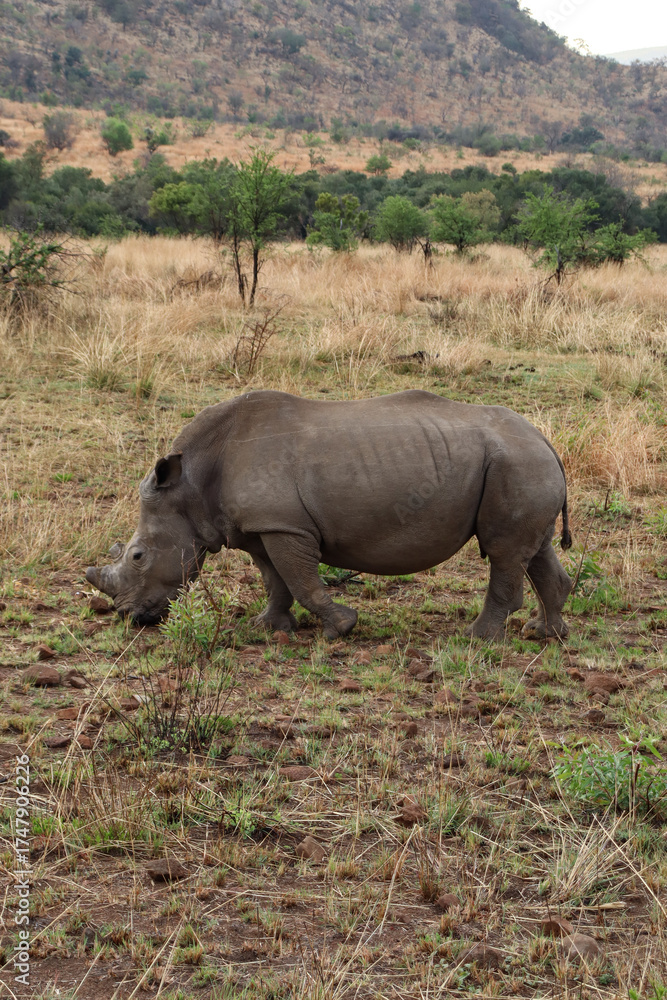 Fototapeta premium Rhinoceros on the safari