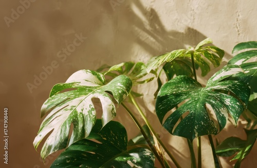 Close-up of lush green monstera plant with large variegated leaves indoors