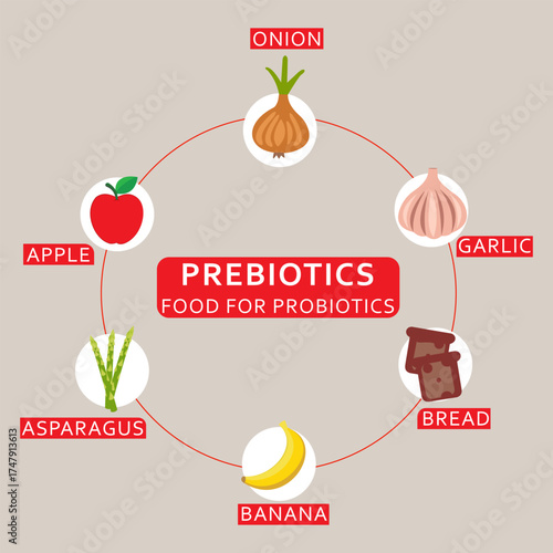 Prebiotics food for probiotics. Healthy food. Vector poster illustration