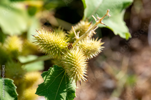 Xanthium strumarium is a species of annual plants in the flowering plant family Asteraceae. Some sources claim it originates in southern Europe and Asia, but has been extensively naturalized elsewhere