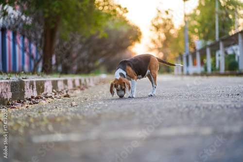Beagle Sniffing Ground On Quiet Street At Sunset, Calm Morning Vibe