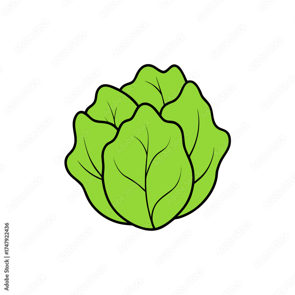 Obraz premium cabbage isolated on white background