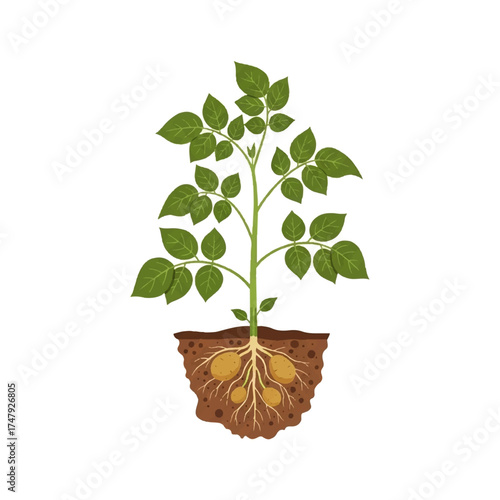 Illustration of a potato plant, showing roots and tubers in the soil, with green leaves.