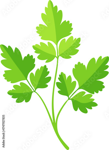 green leaf isolated on white background